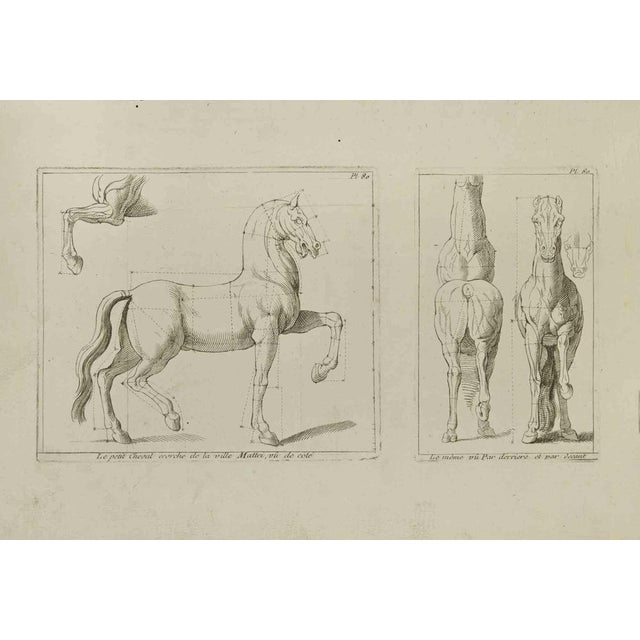 Study of Horse - Plate 80 is an etching realized by Jean François Poletnich in 18th Century. Good conditions. The artwork...