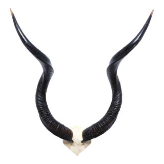 Natural Kudu Horn - V Skull For Sale