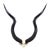 Natural Kudu Horn - V Skull For Sale