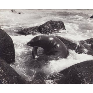Hanna Seidel, Galápagos Seal, Black and White Photograph, 1960s For Sale