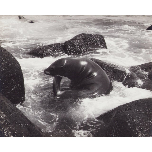 Hanna Seidel, Galápagos Seal, Black and White Photograph, 1960s For Sale