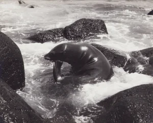 Hanna Seidel, Galápagos Seal, Black and White Photograph, 1960s