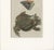 Blue Antique South American Horned Frog, 1798 For Sale - Image 8 of 10