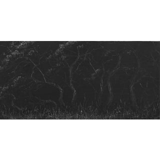 Growth of Decay by Todd Carpenter | Oil on Board Dark trees and grass in a decaying landscape. For Sale