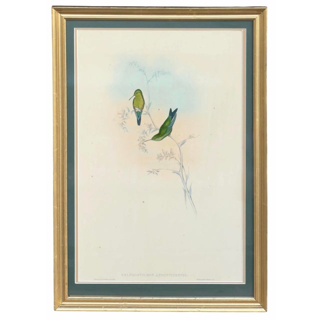 A beautifully presented two-piece framed gallery display featuring an original antique John Gould hummingbird lithograph,...