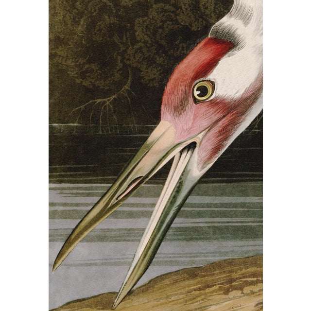 2020s Hooping Crane Print in Black Veneer With Silver Edge Moulding, After Audubon For Sale - Image 5 of 7
