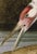 2020s Hooping Crane Print in Black Veneer With Silver Edge Moulding, After Audubon For Sale - Image 5 of 7