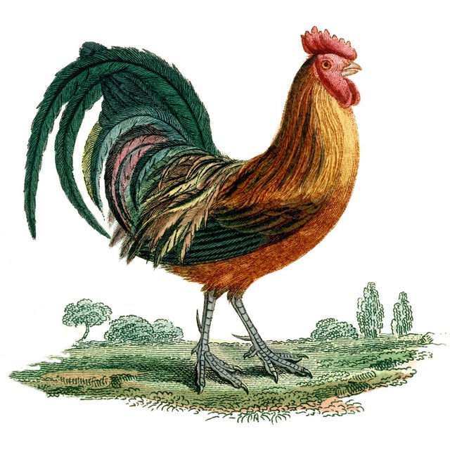 Rooster Linen Pillow 20" x 20" Hidden zipper in back Knife edge finish Feather down fill A rooster, also known as a male...