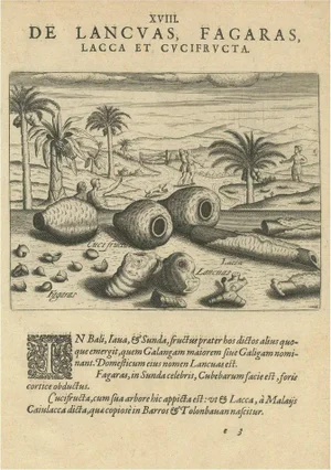 De Bry, Treasures of the Tropics: Lac, Lancas, and Fagaras, Engraving, 1601