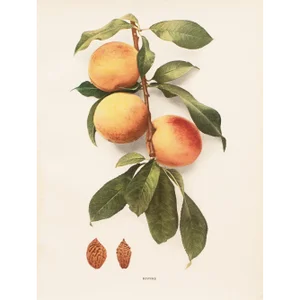 1900s U. P. Hedrick, Original Antique Photogravure of Rivers Peaches