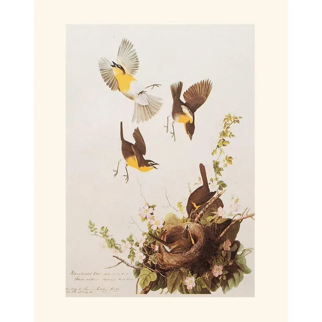 Brown 1966 Vintage Farmhouse Cottage Print "Yellow-Breasted Chat" After John James Audubon For Sale - Image 8 of 8