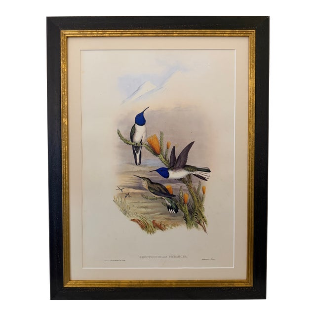 1990s Framed Print, Ecuadorian Hillstar Hummingbird (Plate 69- Hill House Edition) Reproduction Print After John Gould For Sale