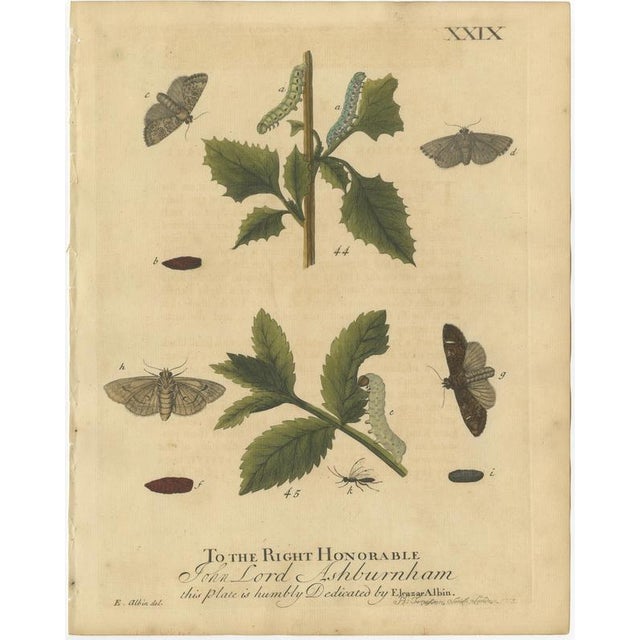 Title: Antique English Moths and Caterpillars on Woodland Plants – Hand-Colored Engravings 1720 : This set of two original...