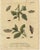 Title: Antique English Moths and Caterpillars on Woodland Plants – Hand-Colored Engravings 1720 : This set of two original...