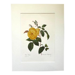 Vintage Pierre-Josephe Redouté Print in 14x18 Mat - Indian Fragrant Rose For Sale