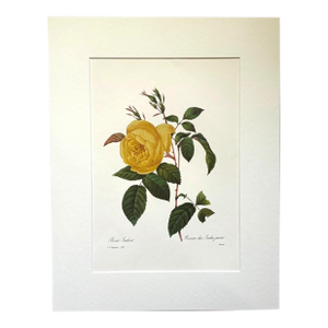 Vintage Pierre-Josephe Redouté Print in 14x18 Mat - Indian Fragrant Rose