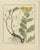 Wild Lettuce and Tansy and Licoric, 1819, Paper, Set of 3 For Sale - Image 3 of 6