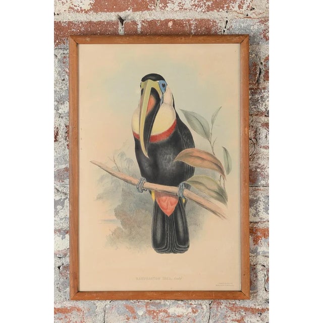 John Gould "Ramphatos Inca-Toucan" Bird of Australia c.1846 hand colored Lithograph Size 15 x 22" A beautiful piece that...