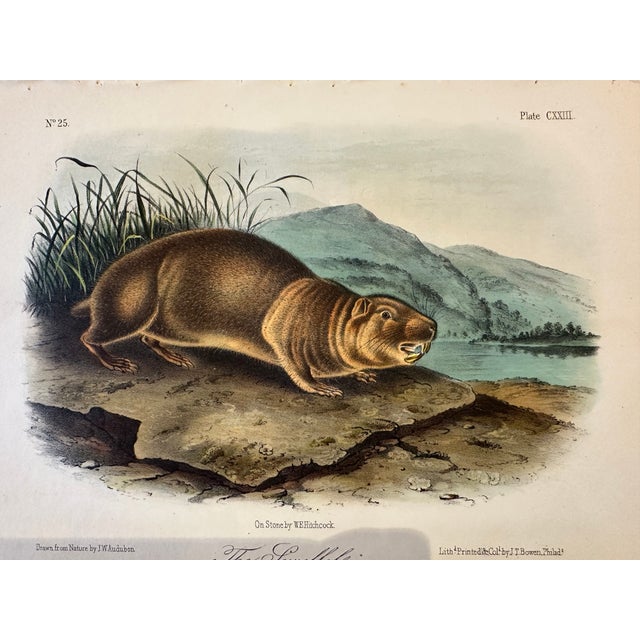 Original first edition octavo lithograph from John James Audubon's Quadrupeds of North America, published in 1854, New...