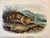 Original first edition octavo lithograph from John James Audubon's Quadrupeds of North America, published in 1854, New...