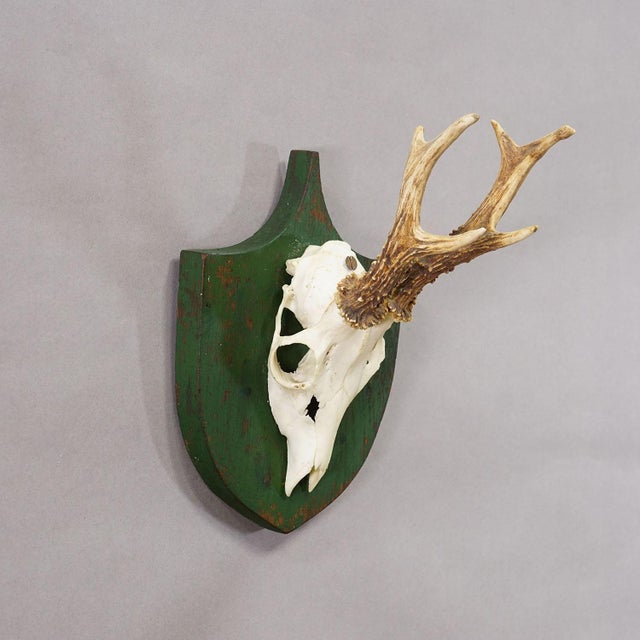 Rustic European Antique Black Forest Red Deer Trophy on Green Plaque - Salem Germany 1900 For Sale - Image 3 of 6