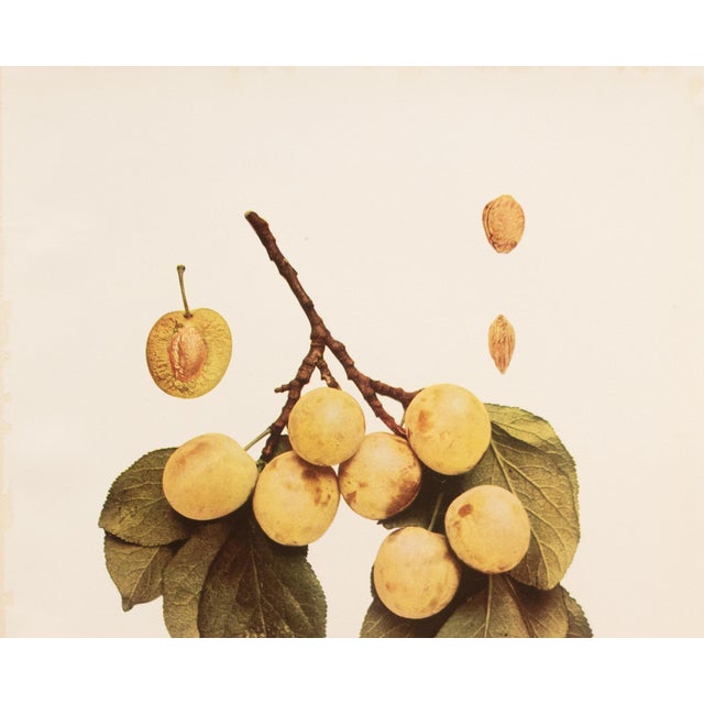 A magnificent original antique photogravure (print) of Spaulding Plums by Ulysses Prentiss Hedrick (1870-1951). Superb...