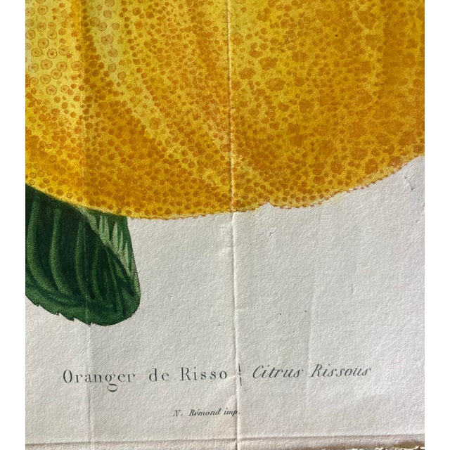 19th Century Color Engraving of Oranger De Risso or Citrus Rissous For Sale - Image 4 of 5
