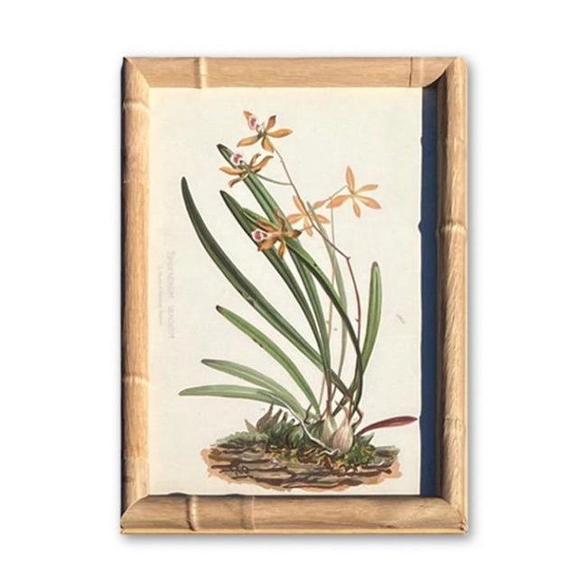 Framed Antique Chromolithographs Set of 7 From "Wild Flowers of America", Series II Volume Ii, L. Prang & Co., Boston (C. 1879) For Sale - Image 4 of 18