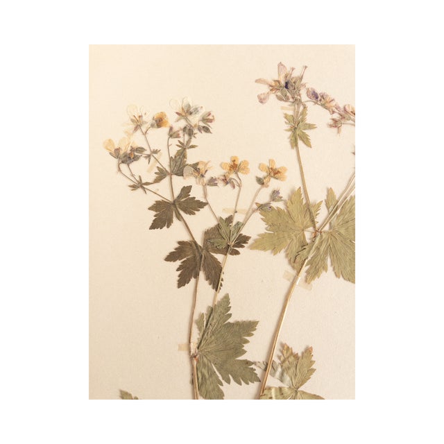 Rustic European Vintage Swedish Herbarium - Geranium, Circa 1958 For Sale - Image 3 of 5