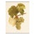 1900s U. P. Hedrick, Original Antique Photogravure of Elvira Grapes For Sale