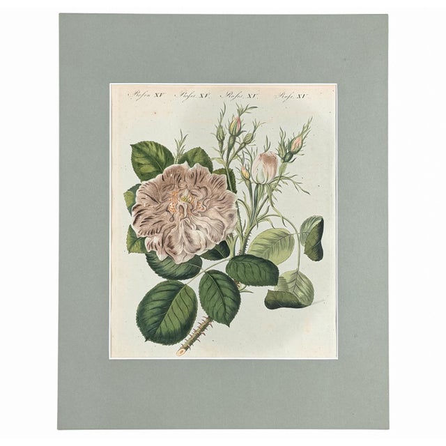 This is an original 1805 hand-colored copper engraving from Friedrich Justin Bertuch’s (1747–1822) Bilderbuch für Kinder....