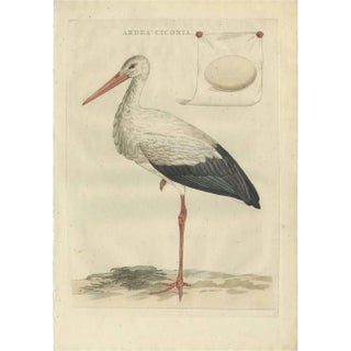 J. C. Sepp, Cornelius Nozeman & M. Houttuyn, Large White Stork, 1789, Print For Sale