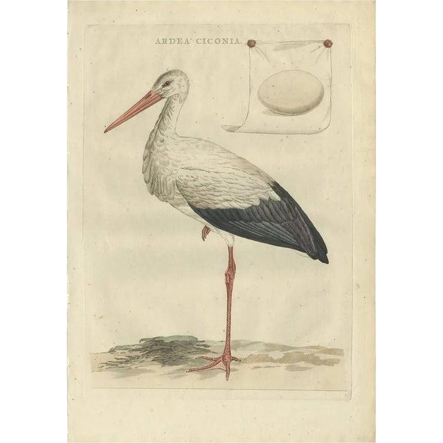 J. C. Sepp, Cornelius Nozeman & M. Houttuyn, Large White Stork, 1789, Print For Sale
