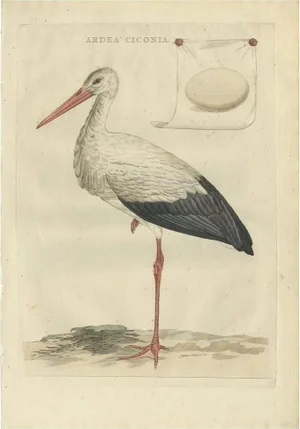 J. C. Sepp, Cornelius Nozeman & M. Houttuyn, Large White Stork, 1789, Print