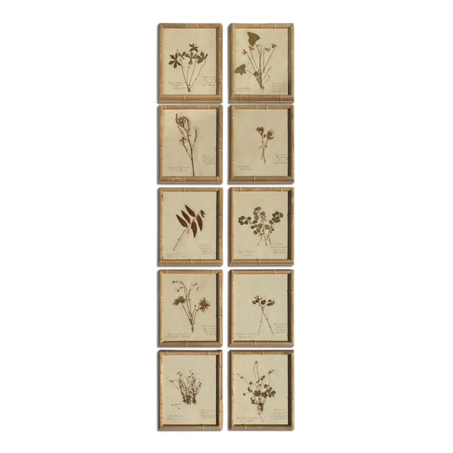 A unified set of ten original late-19th-century herbarium botanicals, each specimen meticulously labeled in quill and ink...