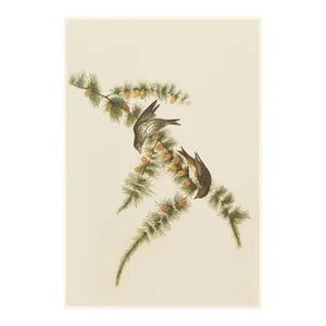 1966 Vintage Cottage Print "Pine Finch" After John James Audubon