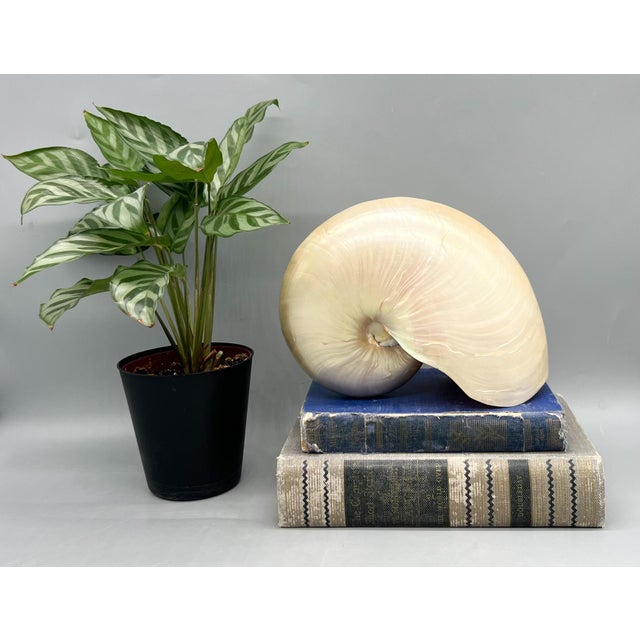 Striking oversized nautilus shell with beautiful natural iridescence and a sculptural spiral form. The shell displays soft...