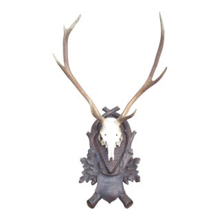 Vintage Black Forest Mounted Deer Antlers For Sale