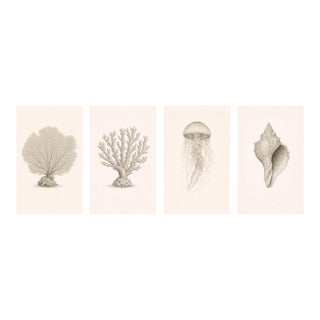 Coastal Sea Life Study Collection, Minimal Botanical & Shell Art Prints, 24" × 36" (Set of 4) For Sale