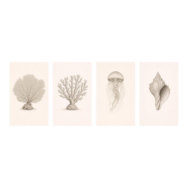 Coastal Sea Life Study Collection, Minimal Botanical & Shell Art Prints, 24" × 36" (Set of 4) For Sale
