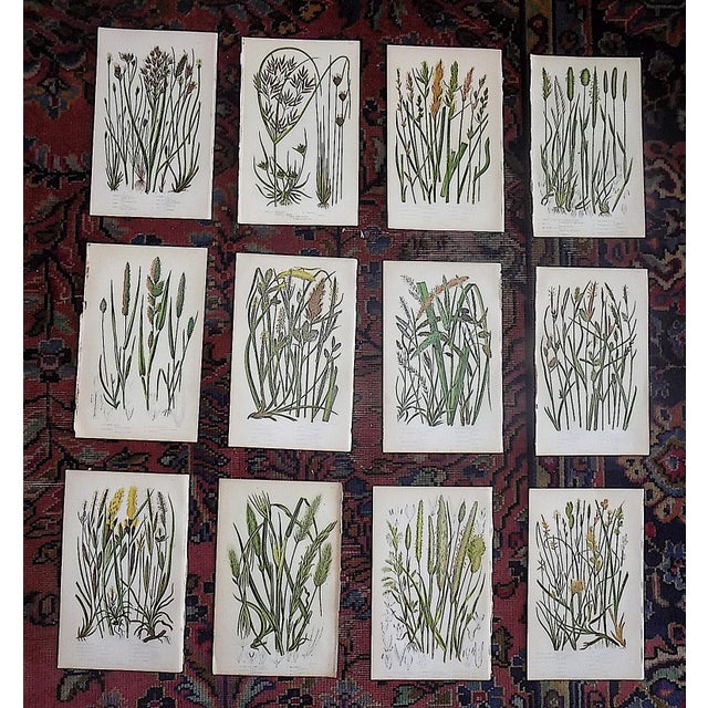 Antique 19th Century Botanical Lithographs - Set of 12 For Sale - Image 9 of 9
