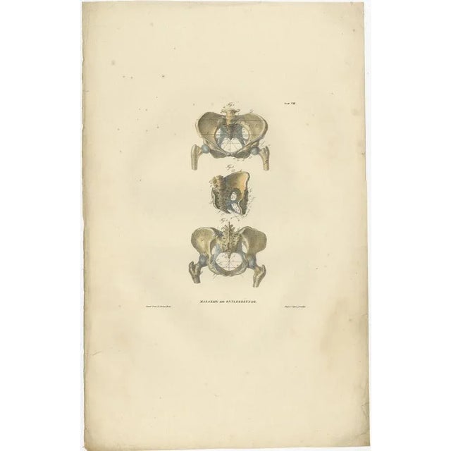 Set of 12 antique anatomy prints of osteology, the scientific study of bones, practiced by osteologists. These prints...