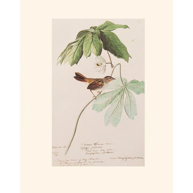 Swamp Sparrow After John J. Audubon, 1960s Cottage Print For Sale - Image 11 of 11
