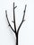 Contemporary Tree Coat Stand by Marcantonio for Opinion Ciatti, 2000s For Sale - Image 3 of 9