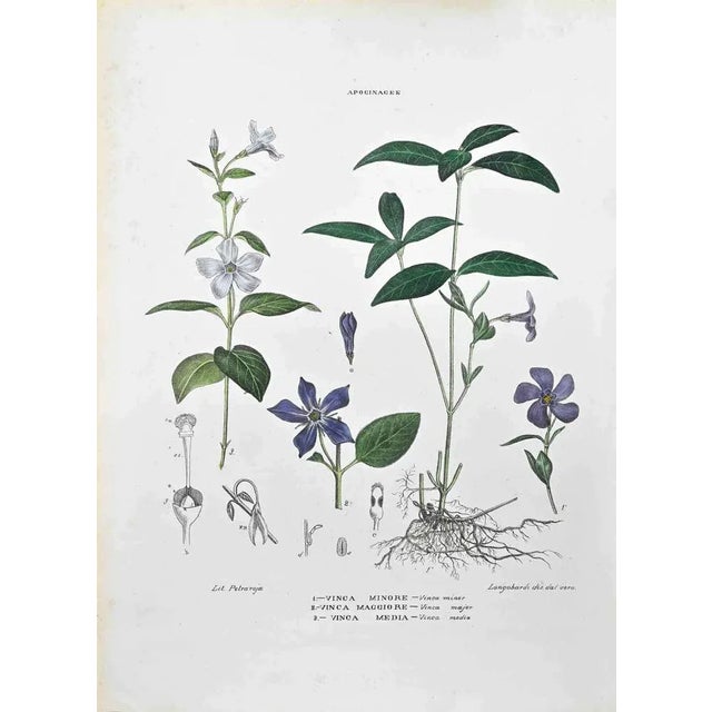 Lithograph hand watercolored. Belongs to the Series "Atlante di Botanica popolare ossia Illustrazione di Piante Notevoli...