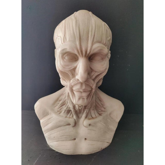 Baroque After Houdon, Anatomical Bust, Carrara Marble For Sale - Image 3 of 12