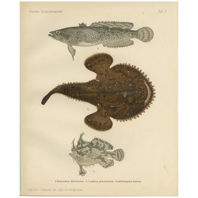 C. Erdmann and Wilhelm von Wright, Spotted Toadfish, Anglerfish, and Frogfish, 1895, Lithograph on Paper For Sale - Image 10 of 10