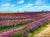 French Provincial Lavender Field Countryside Landscape Oil Painting on Canvas by Humprey For Sale - Image 3 of 5