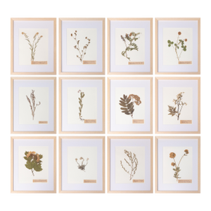 Custom Framed Antique Swedish Botanical Herbariums, Set of 12