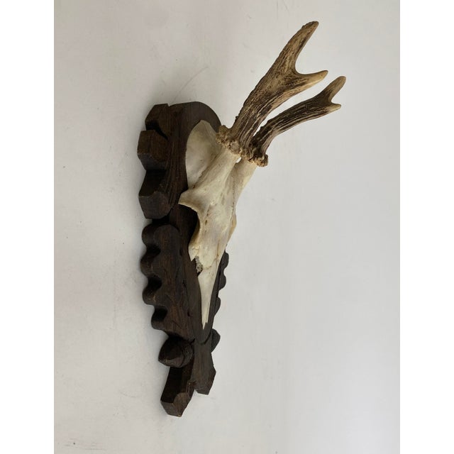 Rustic European Vintage German Black Forest Deer Antlers For Sale - Image 3 of 6